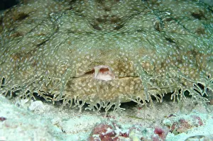 Shark: Tasselled Wobbegong Shark