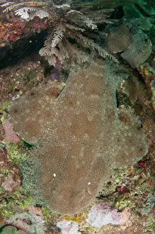 Strait: Tasselled Wobbegong Shark