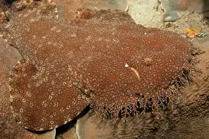 Strait: Tasselled Wobbegong Shark