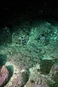 Tasselled: Tasselled Wobbegong Shark - camouflaged against sea floor