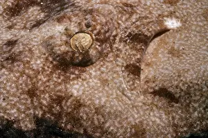 Tasselled: Tasselled Wobbegong Shark - eye