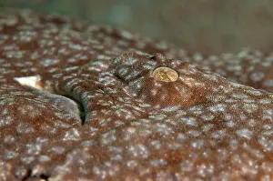 Tasselled: Tasselled Wobbegong Shark - eye