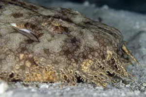 Misool: Tasselled Wobbegong Shark - Fantasea dive site