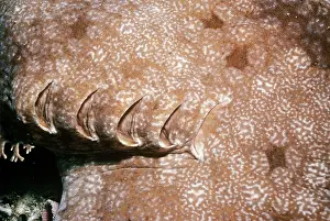 Tasselled: Tasselled Wobbegong Shark - showing gills