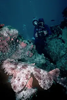 Bodied: Tasselled Wobbygong - A very broad bodied shark