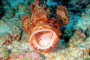 Scorpaenopsis: Tassled scorpionfish