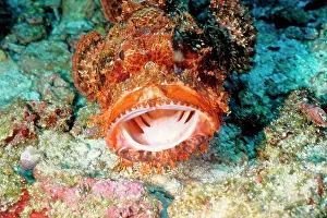 Scorpaenopsis: Tassled scorpionfish - mouth open facing camera