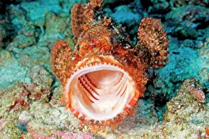 Scorpaenopsis: Tassled scorpionfish - mouth wide open facing camera