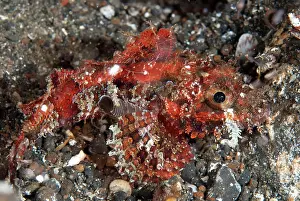 Copepod: Tassled Scorpionfish with parasitic Copepod on black