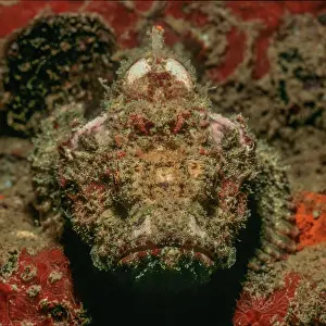 Similan: Tassled scorpionfish (Scorpaenopsis barbata) lies