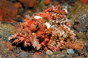 Scorpaenopsis: Tassled Scorpionfish ( Scorpaenopsis oxycephala)