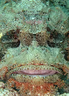 Scorpaenopsis: Tassled Scorpionfish (Scorpaenopsis oxycephala)