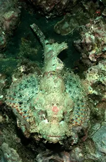 Similan: Tassled Scorpionfish (Scorpaenopsis oxycephala)
