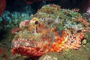Lurk: Tassled scorpionfish (Scorpaenopsis oxycephala)
