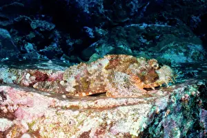 Scorpaenopsis: Tassled or Smallscale scorpionfish. Has venomous spines