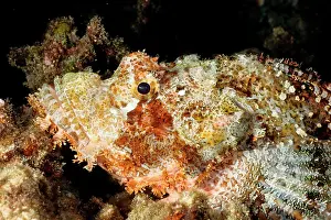 Scorpaenopsis: Tassled or Smallscale scorpionfish. Has venomous spines