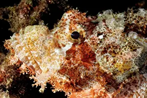 Scorpaenopsis: Tassled or Smallscale scorpionfish. Has venomous spines