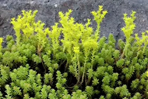Sedum: Tasteless stonecrop