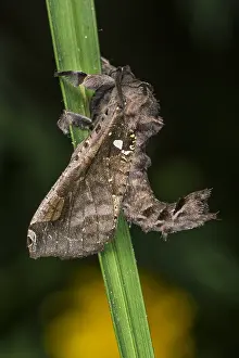 Risaralda: Tatama National Park, Risaralda, Colombia