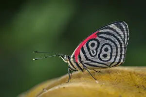 110119: Tatama National Park, Risaralda, Colombia