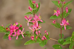 Naturalised: Tatarian Honeysuckle - native to eastern Russia