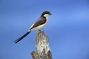 Lanius: Tatia Fiscal, Lanius dorsalis, Tarangire