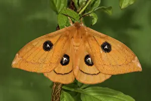 Hanging: Tau emperor (Aglia tau), female hanging on a branch
