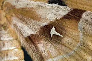 Emperors: Tau emperor - Close-up of Wings of female