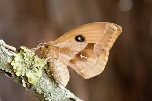 Emperors: Tau emperor Moth - female