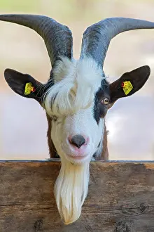 Vomp: Tauernschecken domestic goat, Eggen-Hof, Vomp, Tyrol