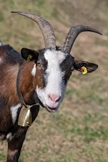 Vomp: Tauernschecken domestic goat, Eggen-Hof, Vomp, Tyrol
