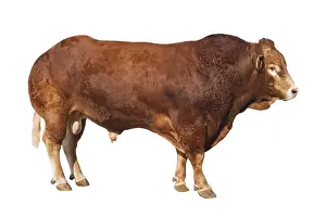 Tauruses: Un Taureau limousin