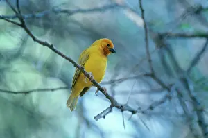 Ploceidae: Taveta Golden Weaver Male