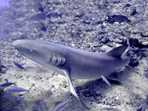 Nebrius: Tawney (Tawny) Nurse / Sleeper Shark