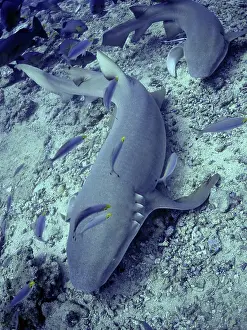 Nebrius: Tawney (Tawny) Nurse / Sleeper Shark