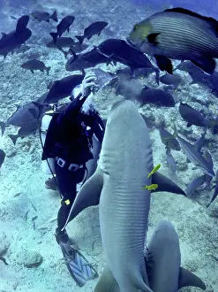 Nebrius: Tawney (Tawny) Nurse / Sleeper Shark - diver hand