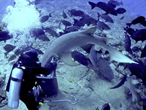 Stealing: Tawney (Tawny) Nurse / Sleeper Sharks - Diver stopping