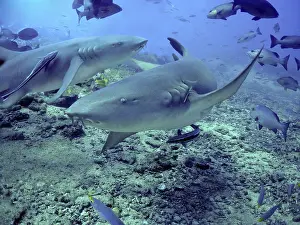 Nebrius: Tawney (Tawny) Nurse / Sleeper Sharks - Harmless