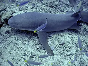 Grows: Tawney (Tawny) Nurse / Sleeper Sharks - Harmless