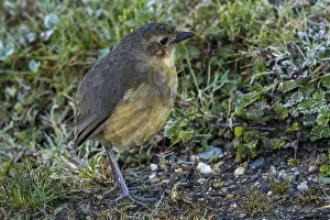 Antpitta: Tawny Antpitta (Grallaria quitensis) Los Nevados