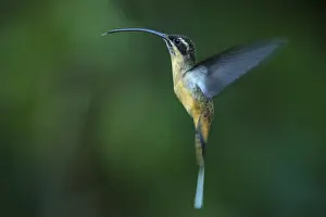 Hermit: Tawny-bellied Hermit (Phaethornis syrmatophorus)