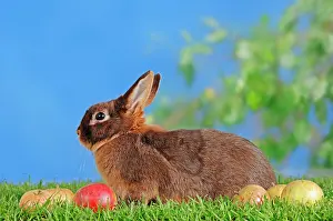 Bunnies: Tawny Brown Dwarf Rabbit (Oryctolagus cuniculus