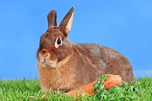 Carrot: Tawny Brown Dwarf Rabbit (Oryctolagus cuniculus