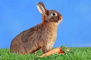 Carrot: Tawny Brown Dwarf Rabbit (Oryctolagus cuniculus