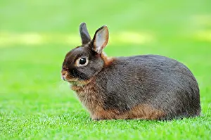 Bunnies: Tawny Brown Dwarf Rabbit (Oryctolagus cuniculus