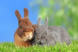 Snuggling: Tawny Brown and Fee de Marbourg Dwarf Rabbits (Oryctolagus