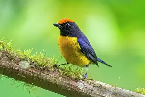 Cloud Forest: Tawny-capped Euphonia, Euphonia anneae. The tawny-capped