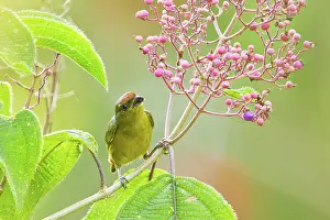Euphonia: Tawny-capped Euphonia (female)