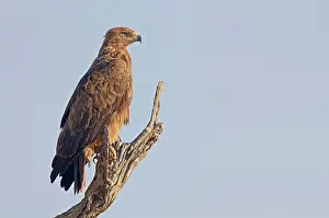 Rapax: Tawny Eagle