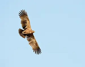 Rapax: Tawny Eagle
